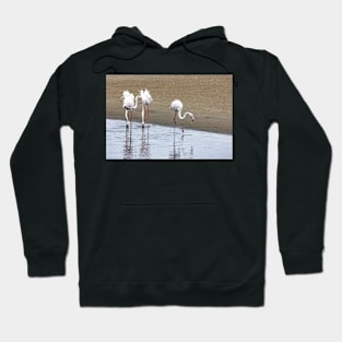 Flamingoes Hoodie